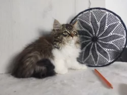 Sibiřská kočka s PP