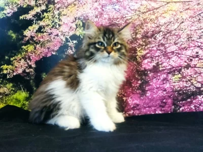 Sibiřská kočka s PP