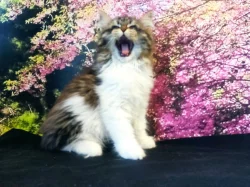 Sibiřská kočka s PP