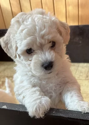 Boloňský psík s PP