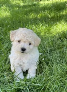 Boloňský psík s PP