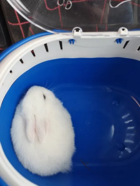 Daruji 4 měsíční králíci samicku