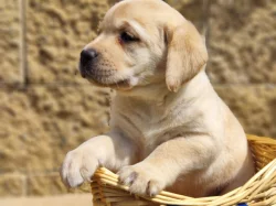 Nabídka  štěňátka labradorského retrievera
