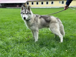 Sibírsky husky s PP, chovatelská stanica zo Srdca Severu
