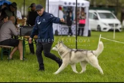 Sibírsky husky s PP, chovatelská stanica zo Srdca Severu
