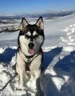 Sibírsky husky s PP, chovatelská stanica zo Srdca Severu