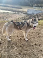Sibírsky husky s PP, chovatelská stanica zo Srdca Severu