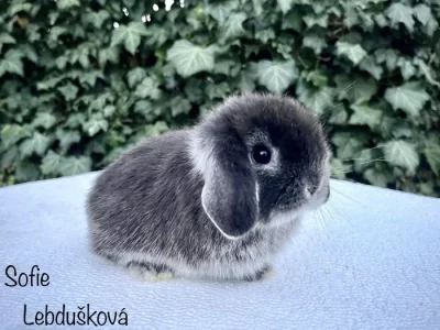 mláďata MINILOP s VP, Praha
