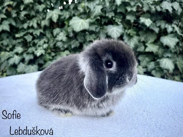 mláďata MINILOP s VP, Praha