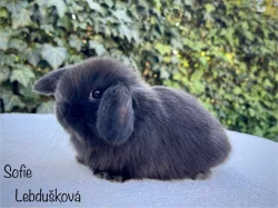 mláďata MINILOP s VP, Praha