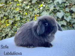 mláďata MINILOP s VP. Praha