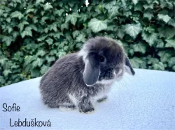mláďata MINILOP s VP. Praha