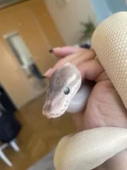 Super Mojave Ball Python