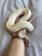 Super Mojave Ball Python
