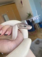 Super Mojave Ball Python