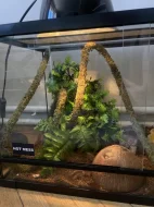 Super Mojave Ball Python