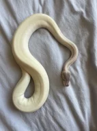 Super Mojave Ball Python