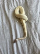 Super Mojave Ball Python