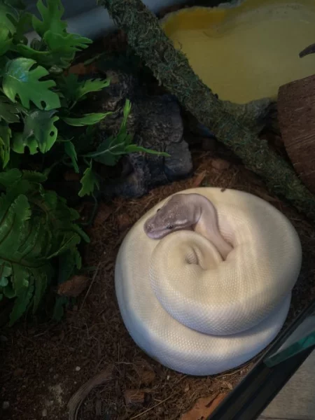 Super Mojave Ball Python