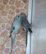 Papousek zpevavy