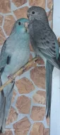 Papousek zpevavy