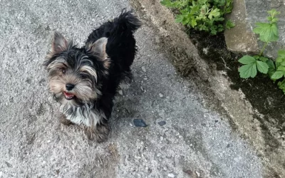 Yorkshire Terrier Spalter