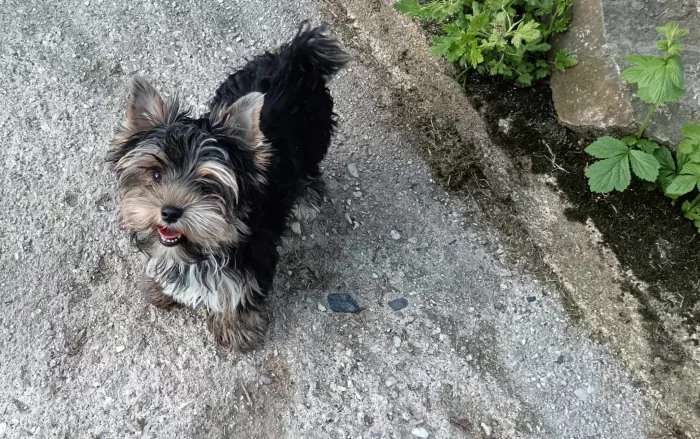 Yorkshire Terrier Spalter