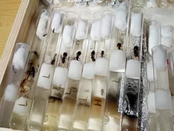 Mravenec dřevokaz (Camponotus ligniperda)