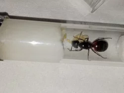 Mravenec dřevokaz (Camponotus ligniperda)