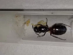 Mravenec dřevokaz (Camponotus ligniperda)
