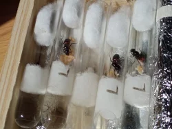 Mravenec dřevokaz (Camponotus ligniperda)