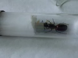 Mravenec dřevokaz (Camponotus ligniperda)