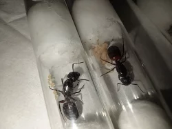 Mravenec dřevokaz (Camponotus ligniperda)