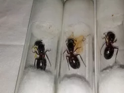 Mravenec dřevokaz (Camponotus ligniperda)