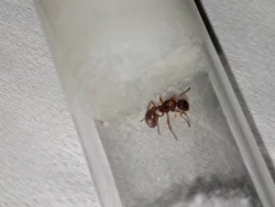 Mravenec žahavý (Myrmica sp.)