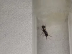 Mravenec žahavý (Myrmica sp.)