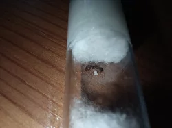 Mravenec žahavý (Myrmica sp.)