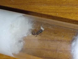 Mravenec žahavý (Myrmica sp.)