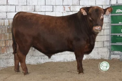 Prodám plemenného býka Aberdeen Angus