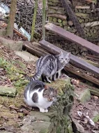 Kočka typ whiskas