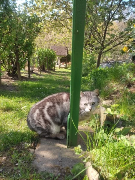 Kočka typ whiskas