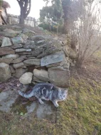 Kočka typ whiskas
