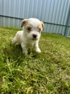 Jorkšírský terier