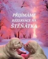 Zlatý retrívr - Golden retriever- štěně s PP