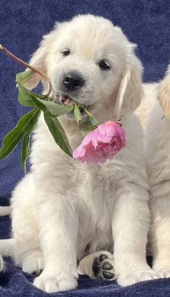 Zlatý retriever s PP