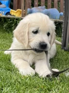 Zlatý retriever s PP
