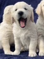 Zlatý retriever s PP