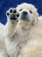 Zlatý retriever s PP