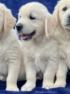 Zlatý retriever s PP