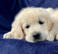 Zlatý retriever s PP